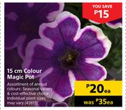 15cm Colour Magic Pot-Each