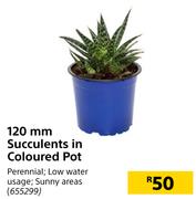 120mm Succulents In Coloured Pot