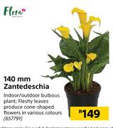 140mm Zantedeschia