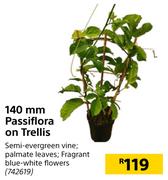 140mm Passiflora On Trellis