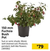150mm Fuchsia Bush Pot