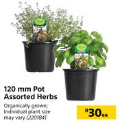 120mm Pot Assorted Herbs-Each