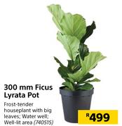 300mm Ficus Lyrata Pot