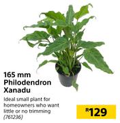 165mm Philodendron Xanadu