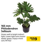 165mm Philodendron Selloum