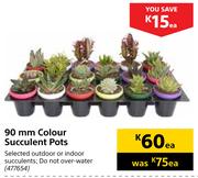 90mm Colour Succulent Pots-Each