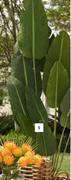 Artificial Travelers Banana Tree 2m