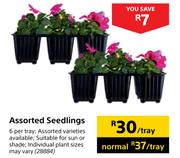 Assorted Seedlings 28884-Per Tray