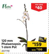 Flora 120mm Phalaenopsis 1 Stem Pot