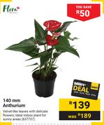 Flora 140mm Anthurium