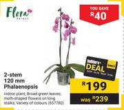 Flora 2 Stem 120mm Phalaenopsis