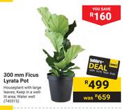 300mm Ficus Lyrata Pot