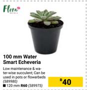 Flora 100mm Water Smart Echeveria 589980