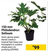 150mm Philodendron Selloum 302985