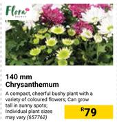 Flora 140mm Chrysanthemum 657762