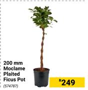 200mm Moclame Plaited Ficus Pot 574787