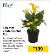 Flora 140mm Zanyedeschia Pot 657791