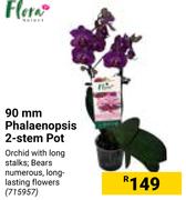 Flora Phalanenopsis 2-Stem Pot 715957