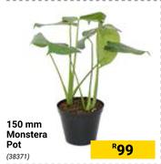 150mm Monstera Pot 38371