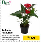 Flora 140mm Anthurium 657757