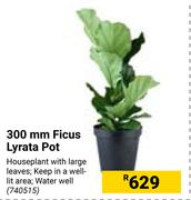 300mm Ficus Lyrata Pot 740515