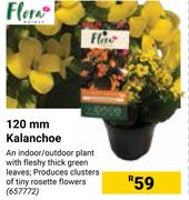 Flora 120mm Kalanchoe 65772