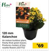 Flora 120mm Kalanchoe