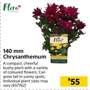Flora 140mm Chtysanthemum