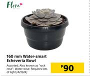 Flora 160 mm Water Smart Echeveria Bowl