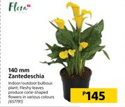 Flora 140 mm Zantedeschia