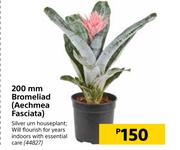 200 mm Bromeliad (Aechmea Fasciata)