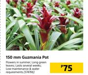 150 mm Guzmania Pot