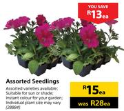 Assorted Seedlings-Each