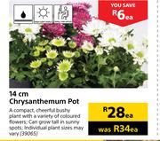 Chrysanthemum 14cm Pot-Each