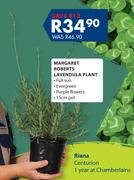 Margaret Roberts Lavendula Plant