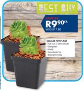 Square Pot Plant-Each