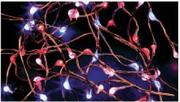 Battery-Operated Mini LED Lights-20's