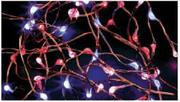 Battery-Operated Mini Led Lights Assorted-20's