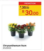 Chrysanthemum 14cm