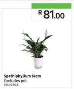 Spathiphyllum 14cm Excluding Pot
