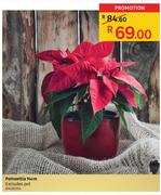 Poinsettia 14cm Excludes Pot