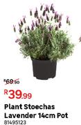 Plant Stoechas Lavender 14cm Pot 81495123