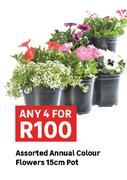 Assorted Annual Colour Flowers 15cm Pot-For Any 4