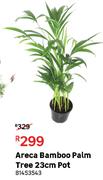 Areca Bamboo Pam Tree 23cm Pot 81453543