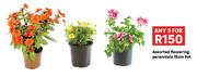 Assorted Flowering Perennials 15cm Pot-For Any 3