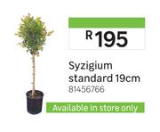 Syzigium Standard 19cm