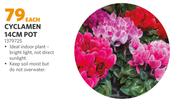 Cyclamen 14cm Pot (1379725)-Each