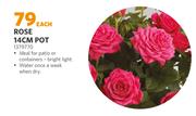Rose 14cm Pot (1379770)-Each