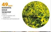 Duranta Gold 15cm Pot (1380031)-Each