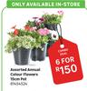 Annual Colour Flowers Assorted 15cm Pot -For 6